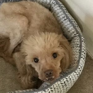 Meet your Posher, Christine